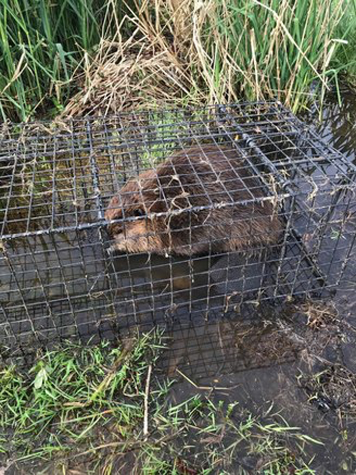 CagedBeaver