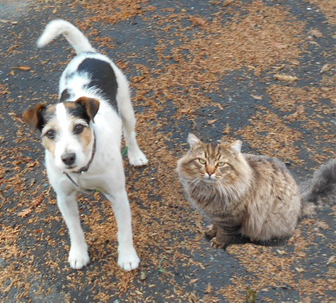 DogWithHello&Skrag