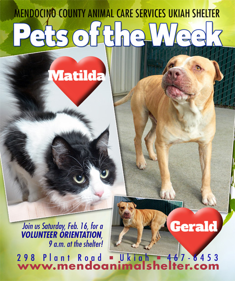 PetsOfWeek