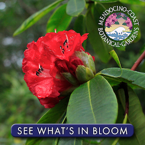 What's in Bloom